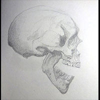 skull